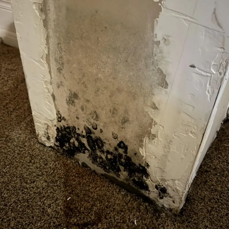 Professional Mold Removal in Greenbrier, AR